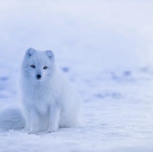 Meet your Posher, Foster